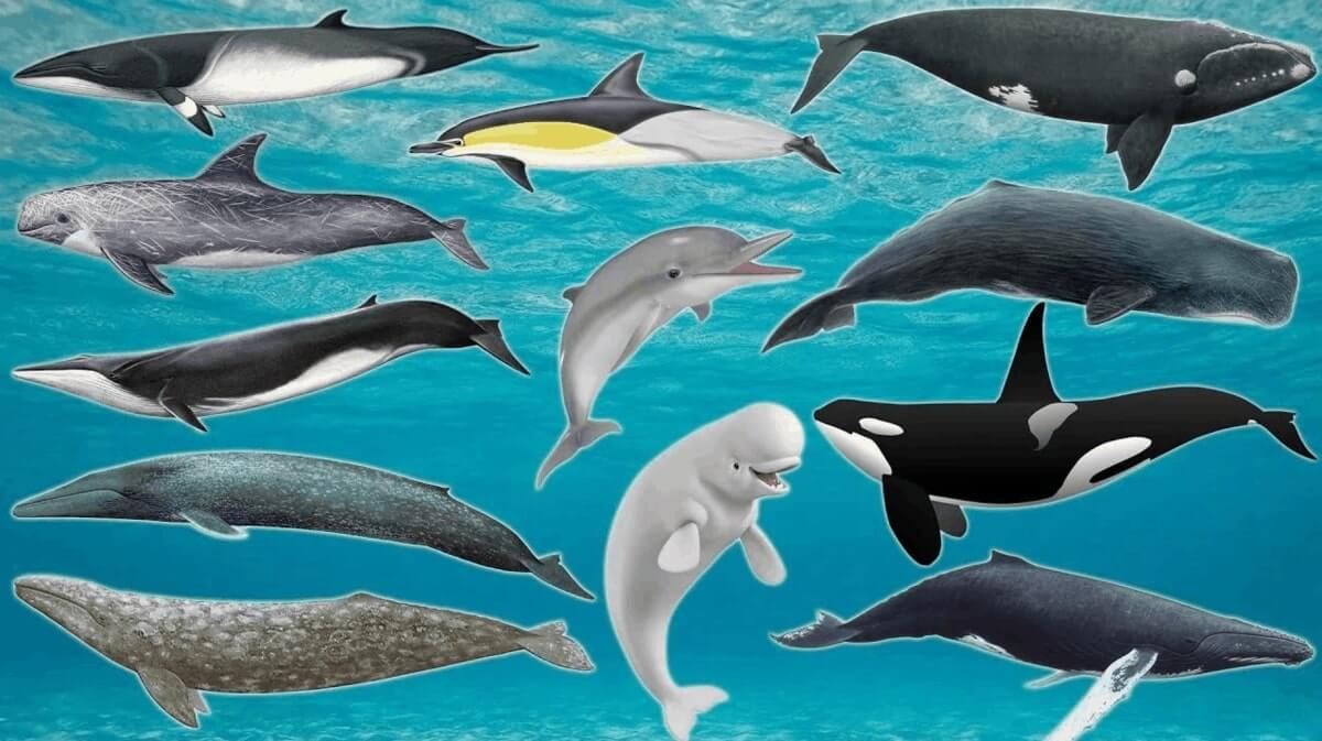 The Dolphin Family Includes About 40 Species