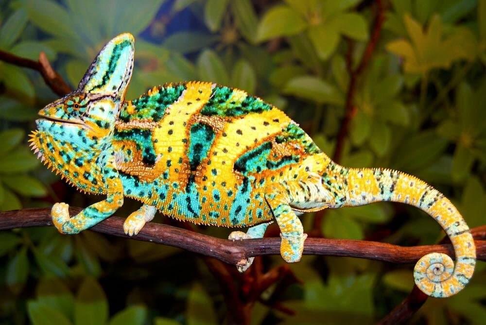 There Are About 150 Different Types Of Chameleons