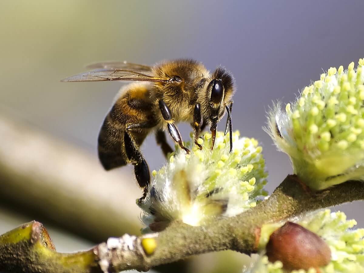 To Get 100 Grams Of Honey, Bees Need To Fly Around 2 Million Flowers