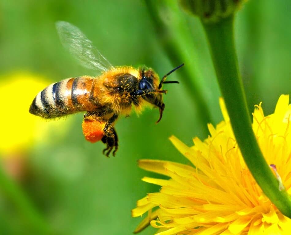 Worker Bees Have Different Life Spans