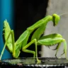 Mantis