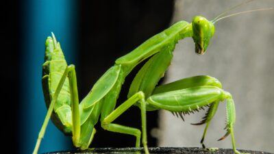 Mantis