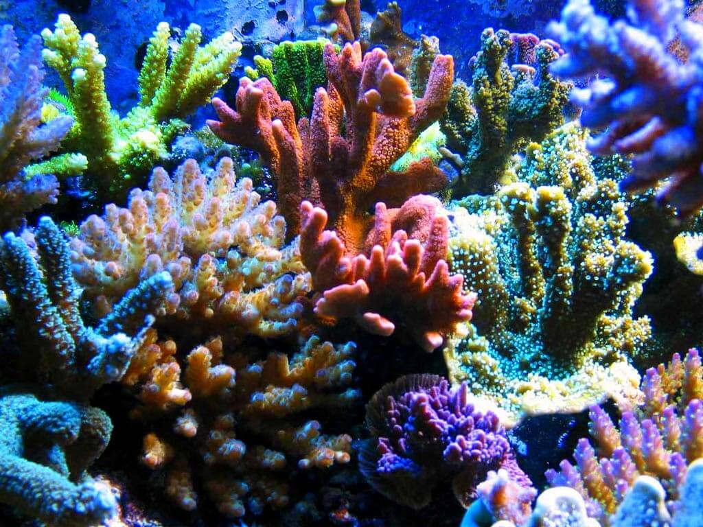 Corals Are Vital To Sunlight