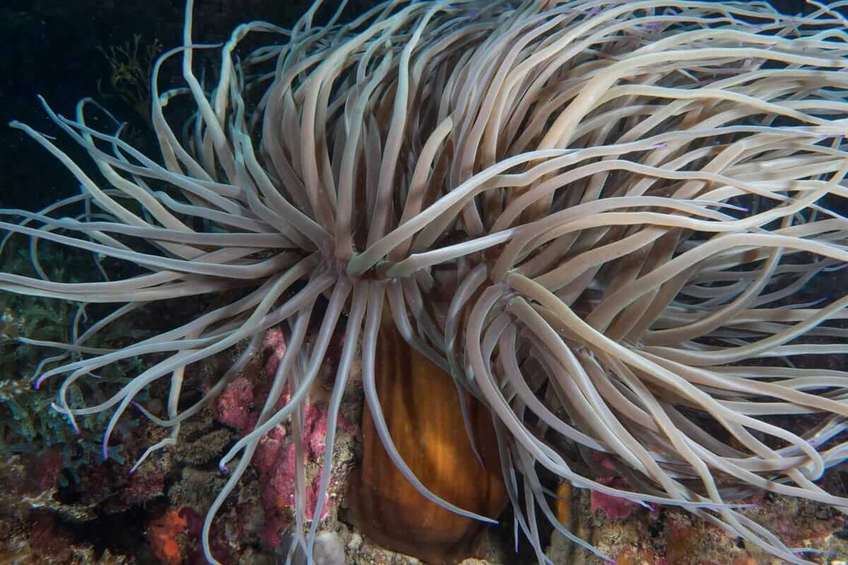 The Tentacles Of The Furrowed Anemonia Have A Diameter Of 1 5 M