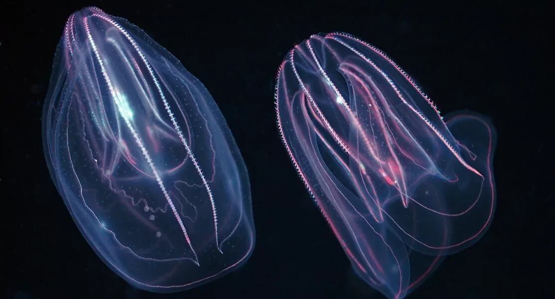 There Are Two Modern Types Cnidarians And Ctenophores