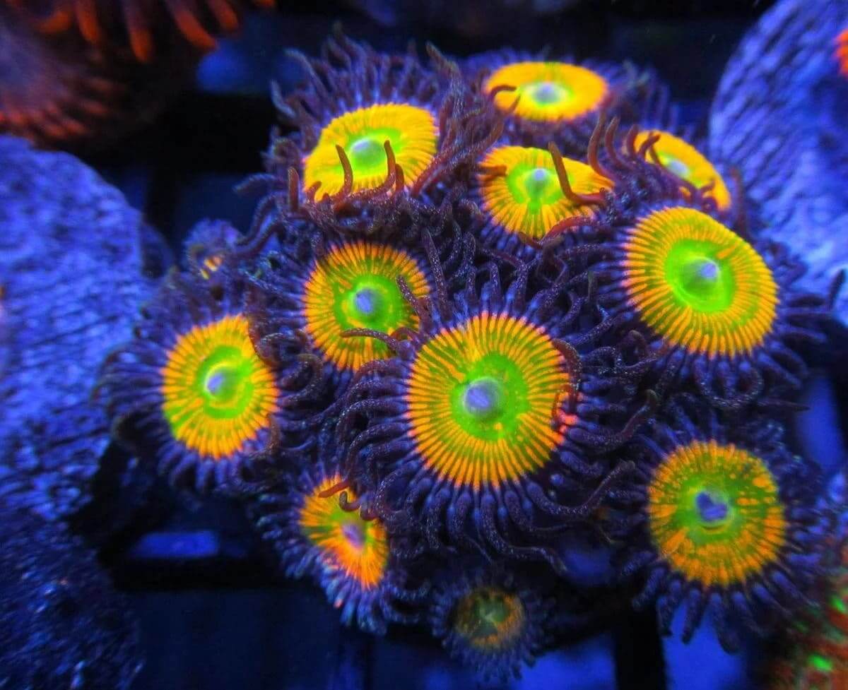 Zoantaria Palythoa The Most Dangerous Coral