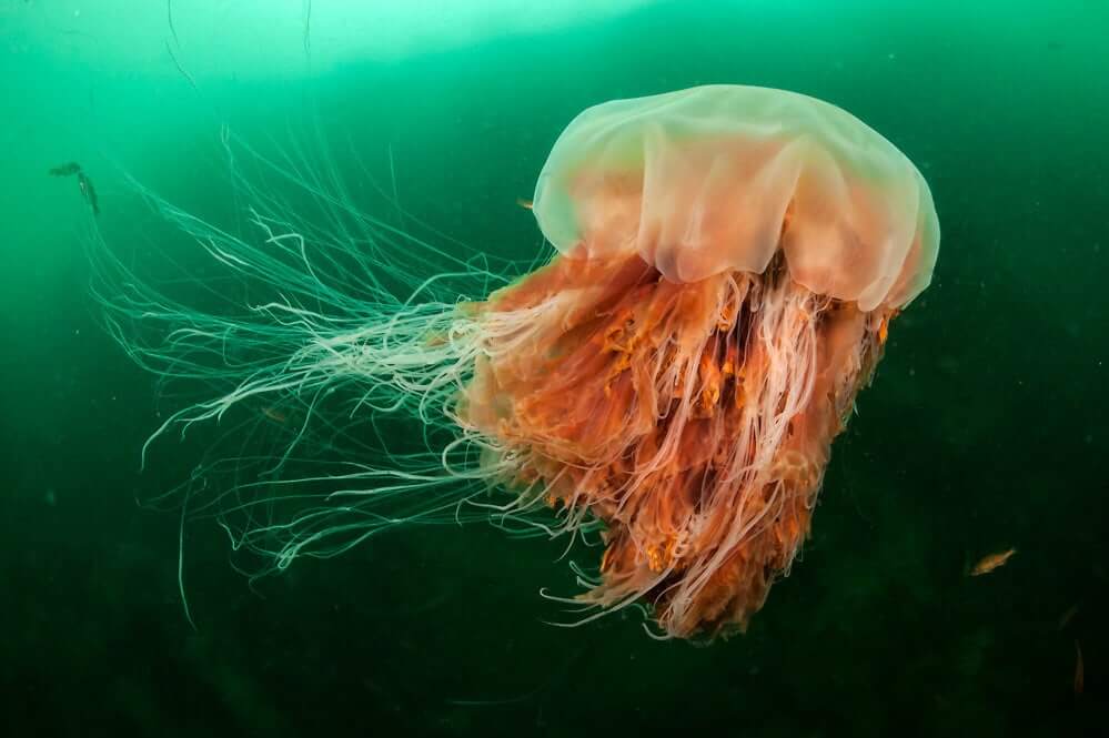 Arctic Giant Jellyfish – The Largest In The World