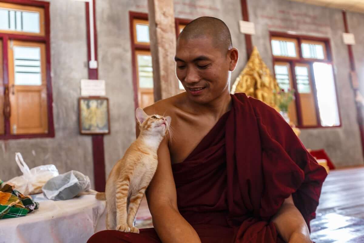 Buddhist Monks Bred Sacred Cats