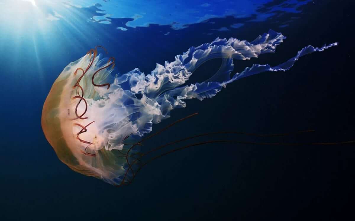 Jellyfish Are One Of The Simplest Animals In The World