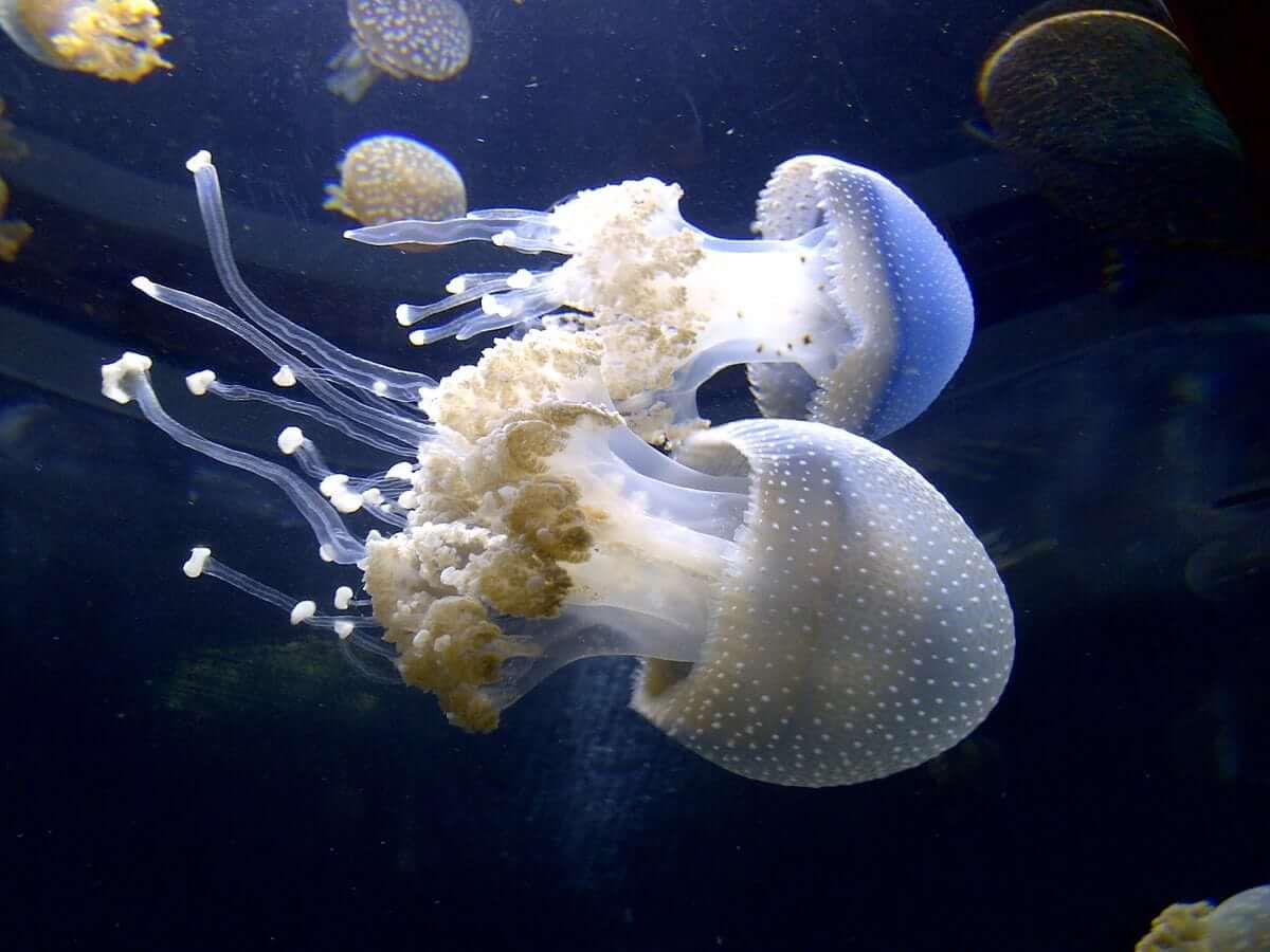 The Four Main Classes Of Jellyfish
