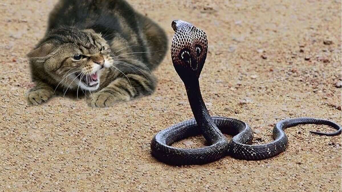 The Legend Of How A Cat Saved The Prophet Muhammad (PBUH) From A Snake Bite