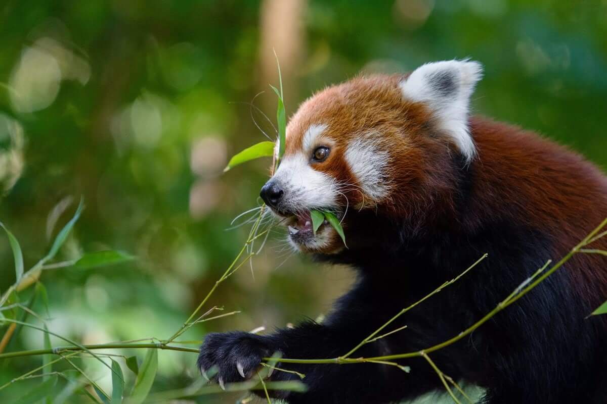 The Red Panda, Despite Its Predatory Nature, Prefers Young Bamboo