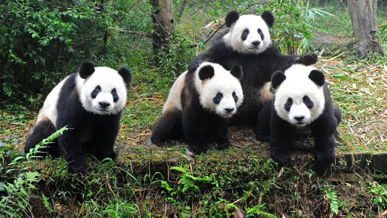 Pandas