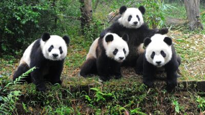 Pandas