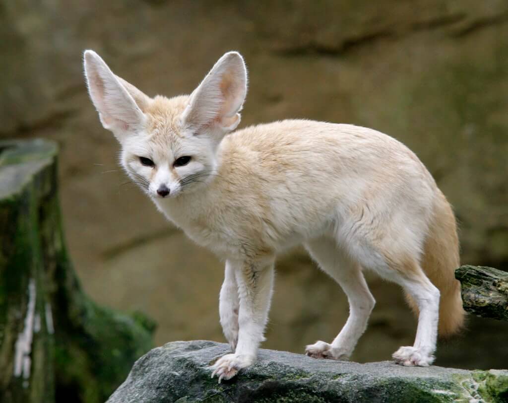 The Smallest Variety Is The Fennec