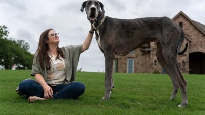 Largest Dog