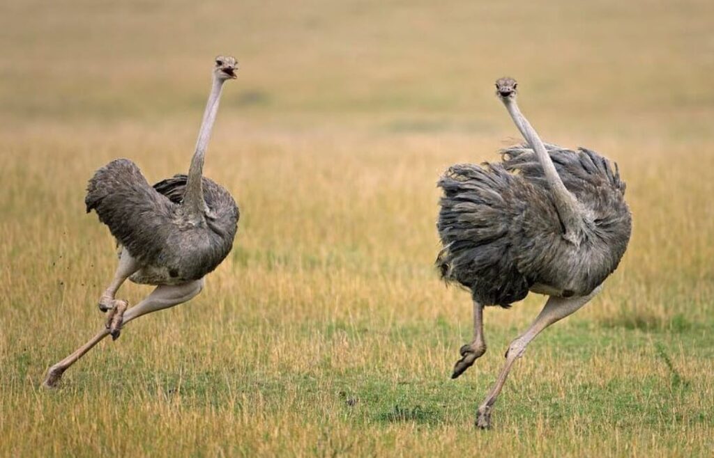 Can Ostriches Fly