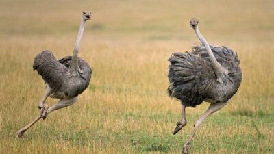 Can Ostriches Fly