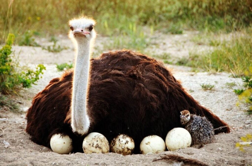 Ostriches