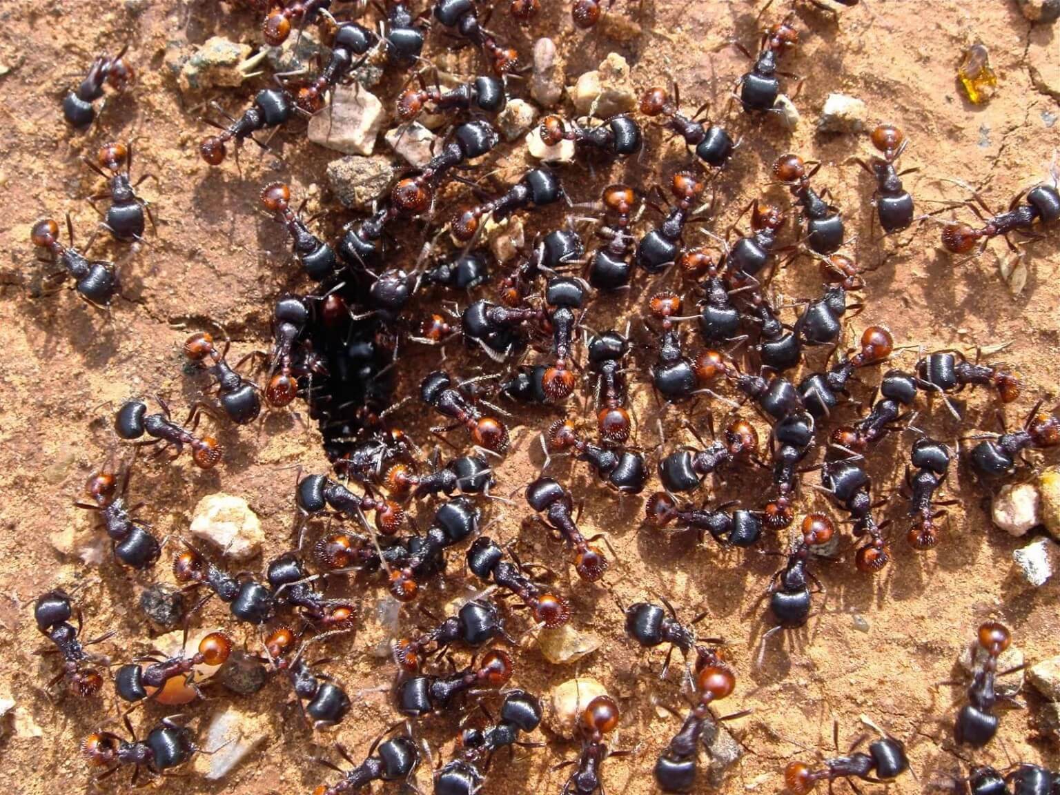 Every Ant Colony Has Its Own Smell