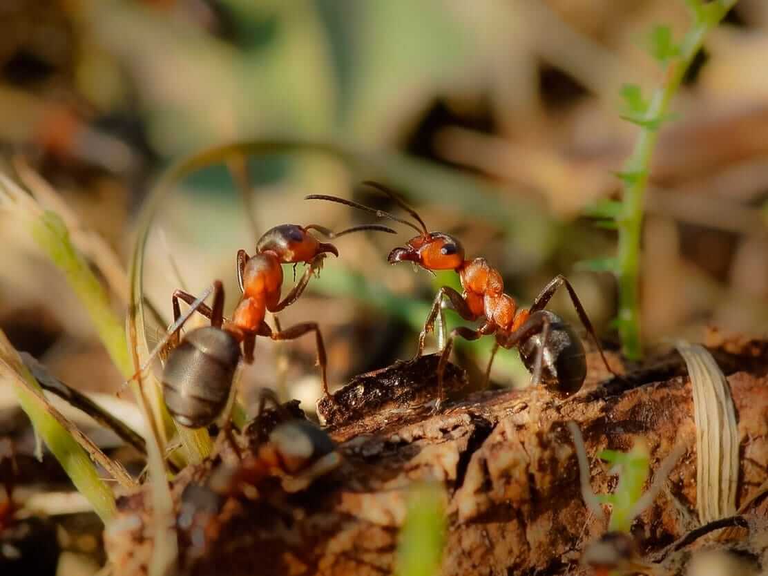 Some Of The Smartest Insects