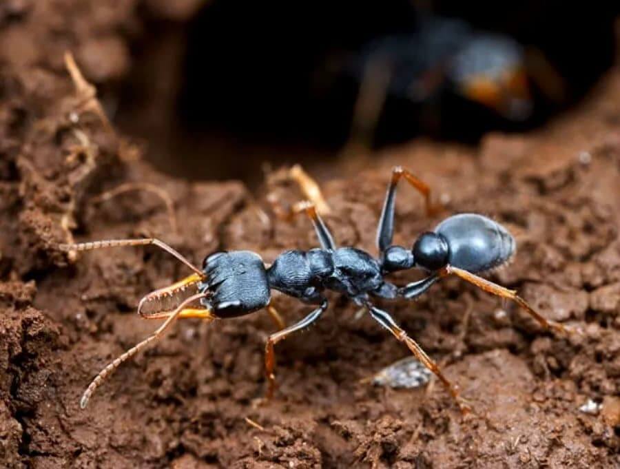 The Bite Of A Black Bulldog Ant Is Deadly