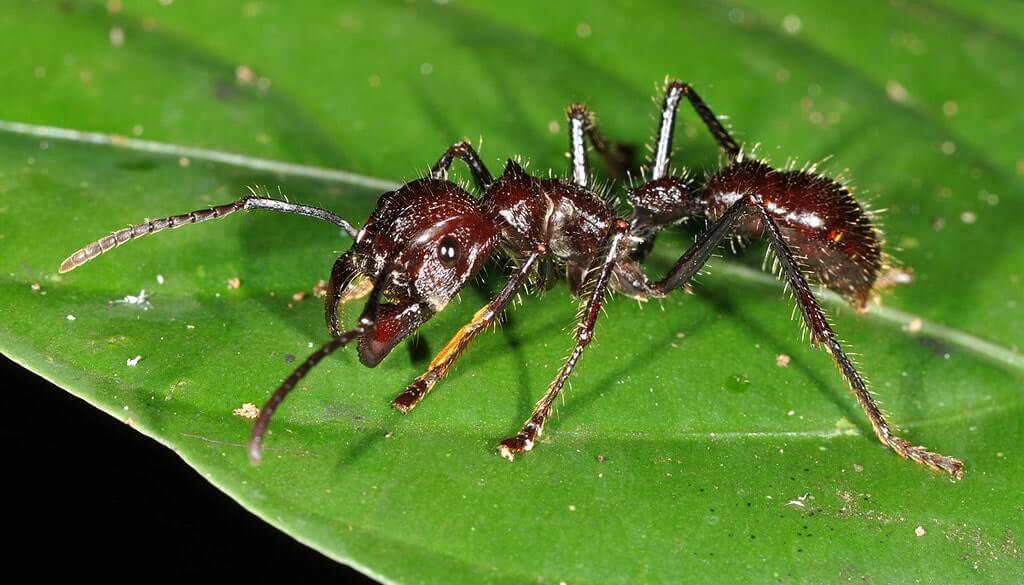 The Species Paraponera Clavata Is Called Bullet Ants