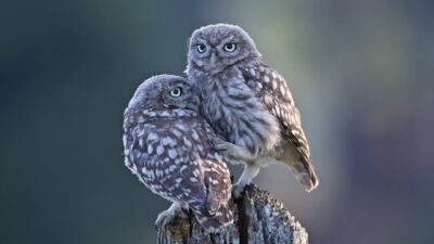 Owls