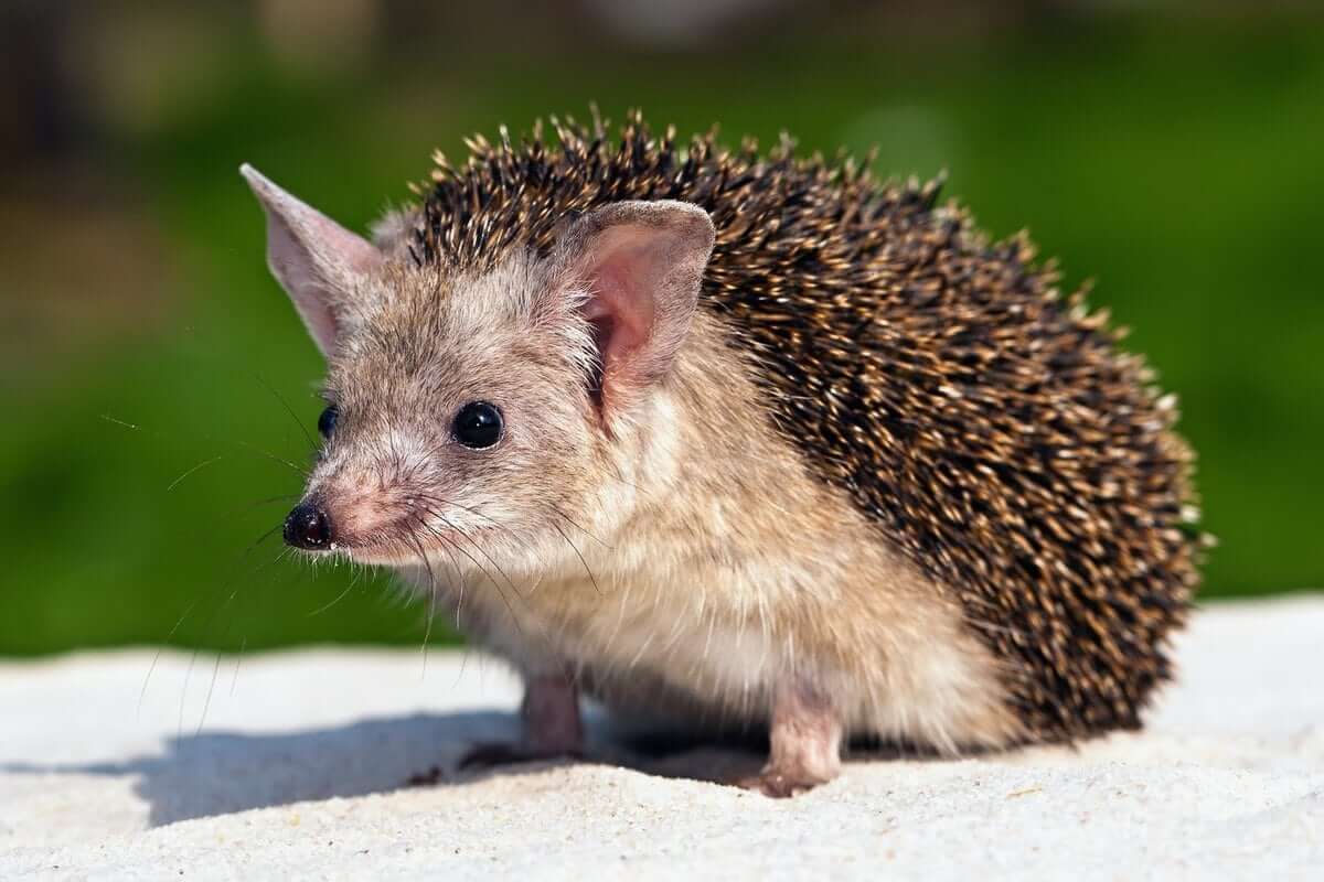 Hedgehogs With Big Ears Very Rarely Curl Up