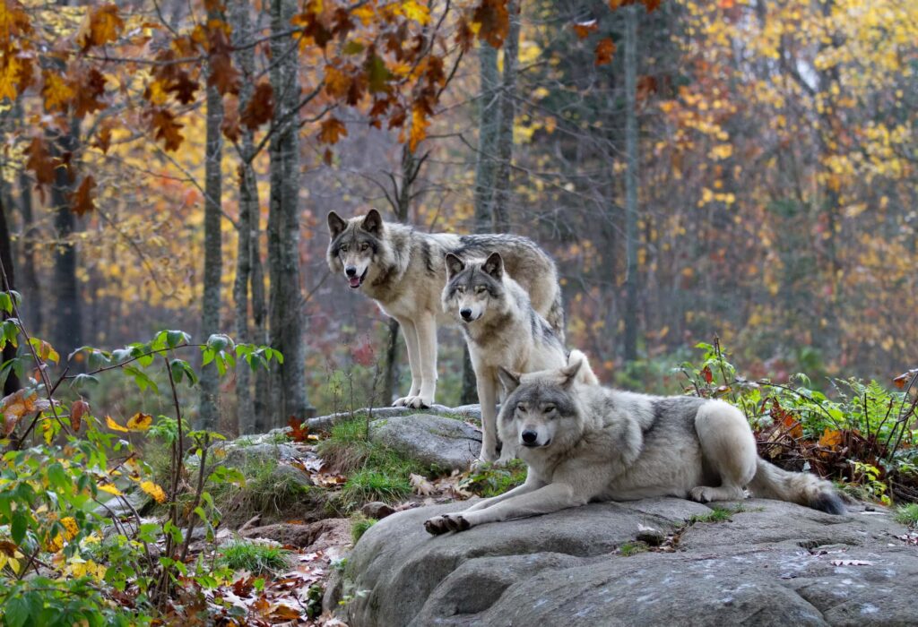 Wolves